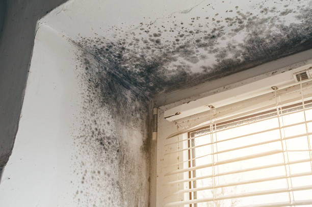 Affordable Mold Removal solutions in Commerce City, CO